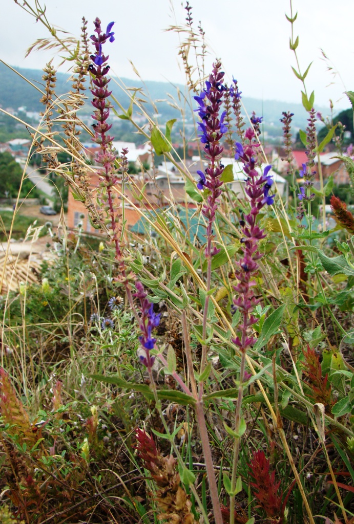 Изображение особи Salvia tesquicola.