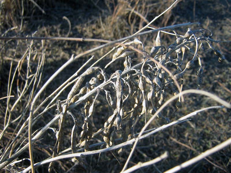 Изображение особи Pseudosophora alopecuroides.