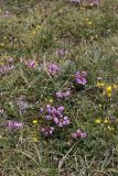 Pedicularis rhinanthoides