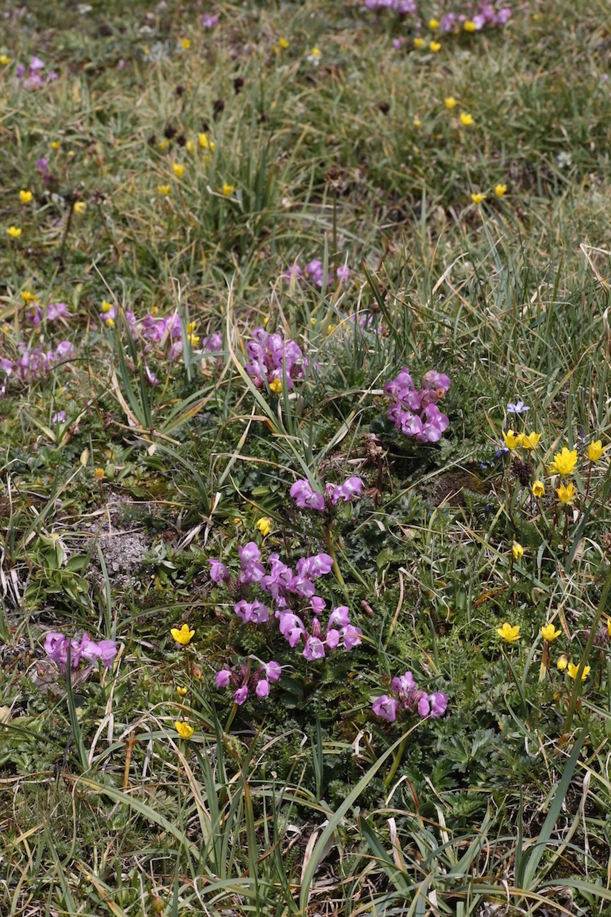 Изображение особи Pedicularis rhinanthoides.