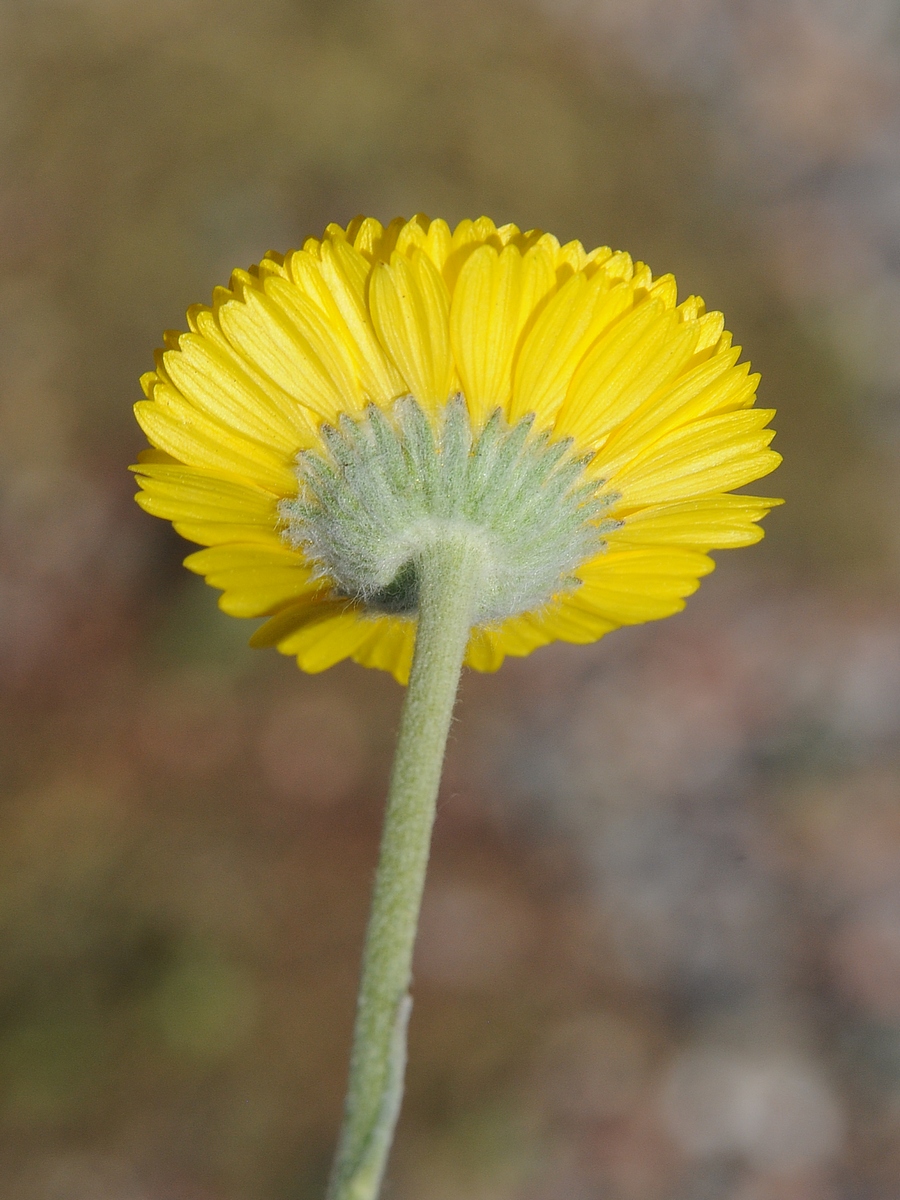 Image of Baileya multiradiata specimen.