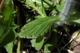 Ajuga orientalis