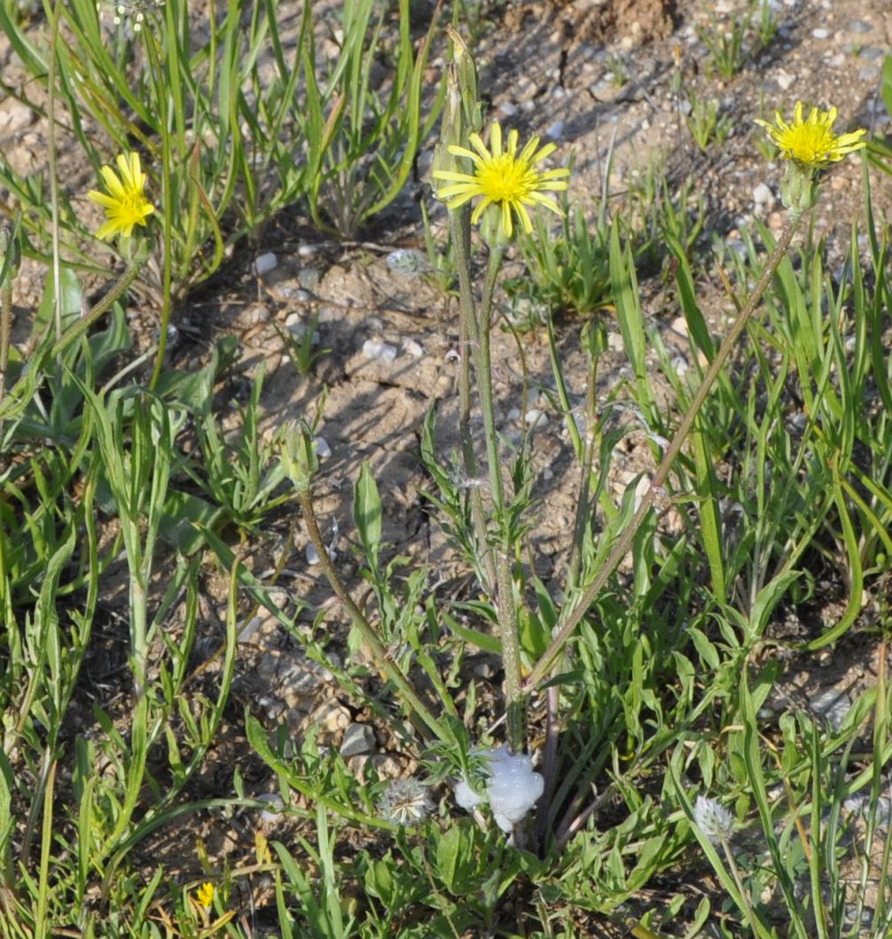 Image of Scorzonera laciniata specimen.