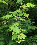 Acer pseudosieboldianum