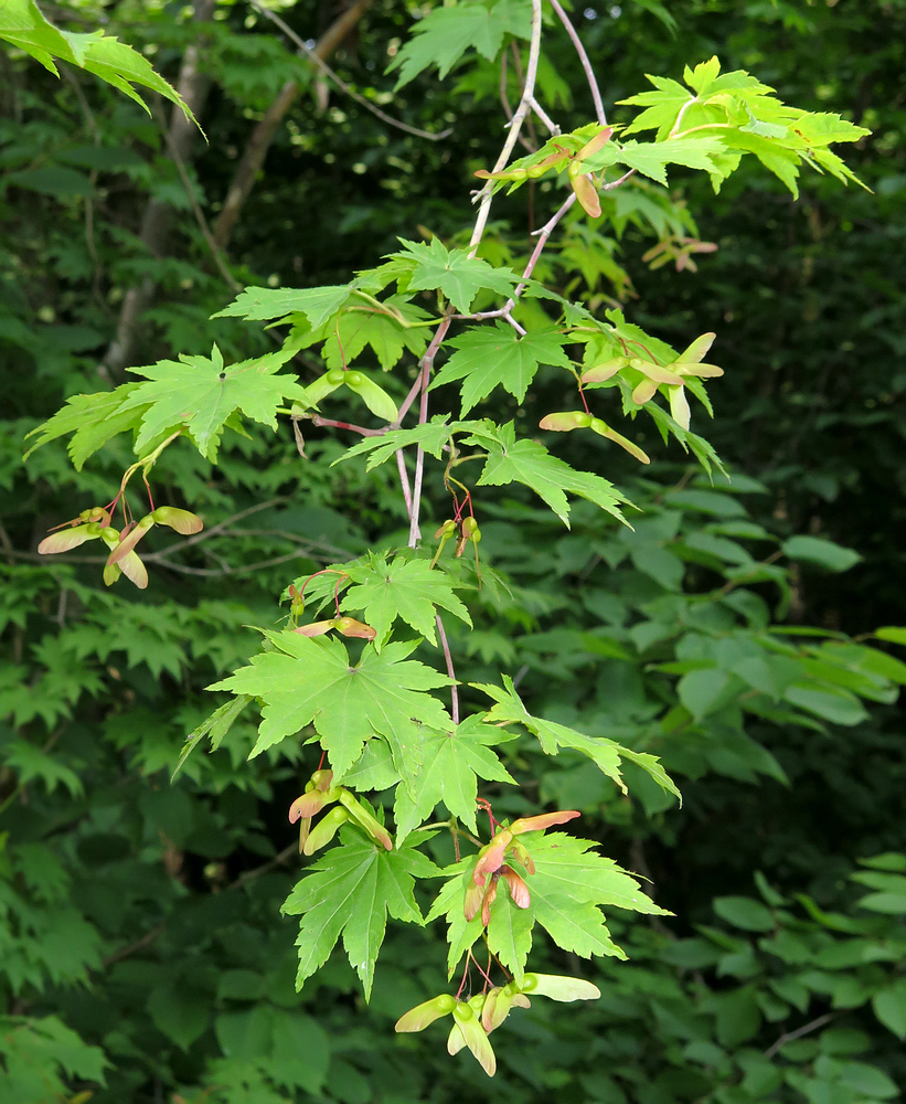 Изображение особи Acer pseudosieboldianum.