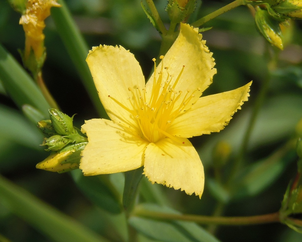 Изображение особи Hypericum elegans.