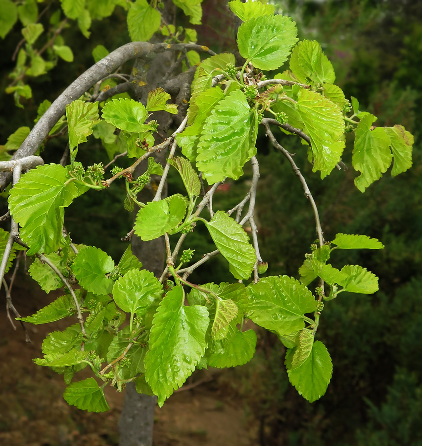 Изображение особи Morus alba.