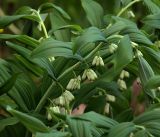 Polygonatum multiflorum