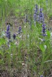 Ajuga genevensis