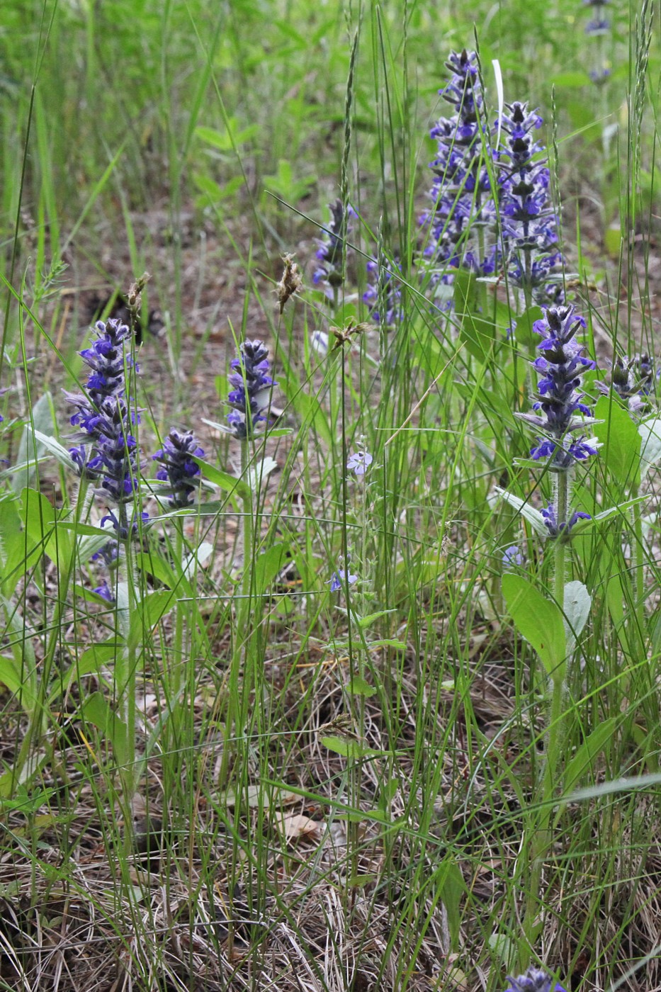 Изображение особи Ajuga genevensis.