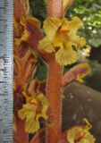 Orobanche laxissima. Часть соцветия. Краснодарский край, м/о город-курорт Геленджик, хут. Джанхот, в тени деревьев вдоль дороги. 10 июня 2017 г.