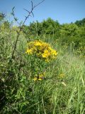 Hypericum perforatum. Верхушка цветущего растения. Краснодарский край, г. Усть-Лабинск, склон правого берега Кубани, луговое сообщество. 21.06.2017.
