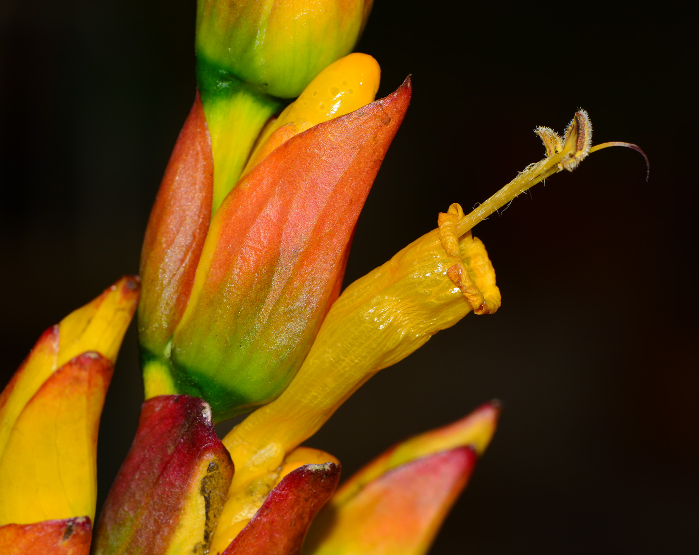 Изображение особи Sanchezia speciosa.