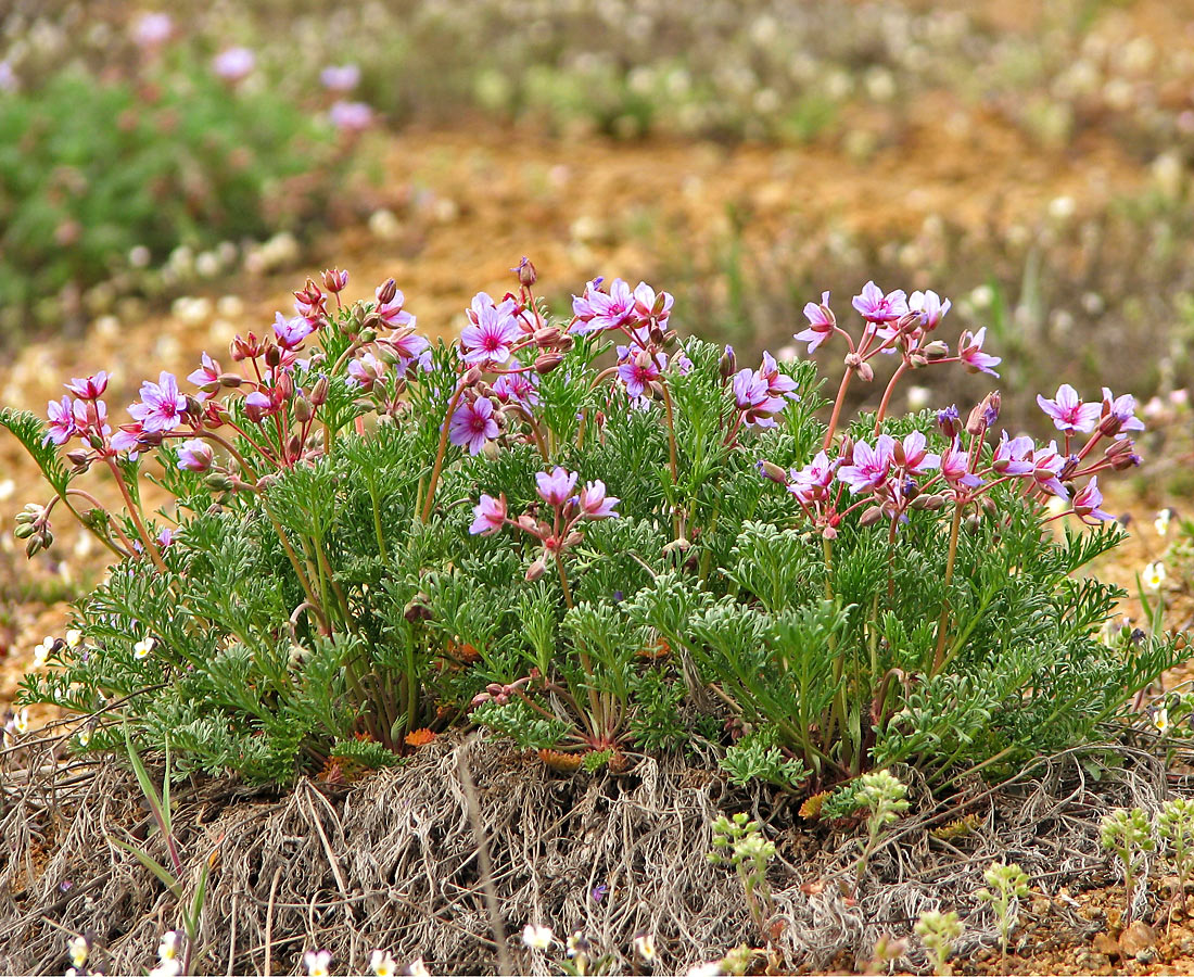 Изображение особи Erodium beketowii.