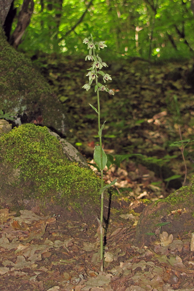 Image of Epipactis krymmontana specimen.