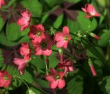 Oxalis tetraphylla