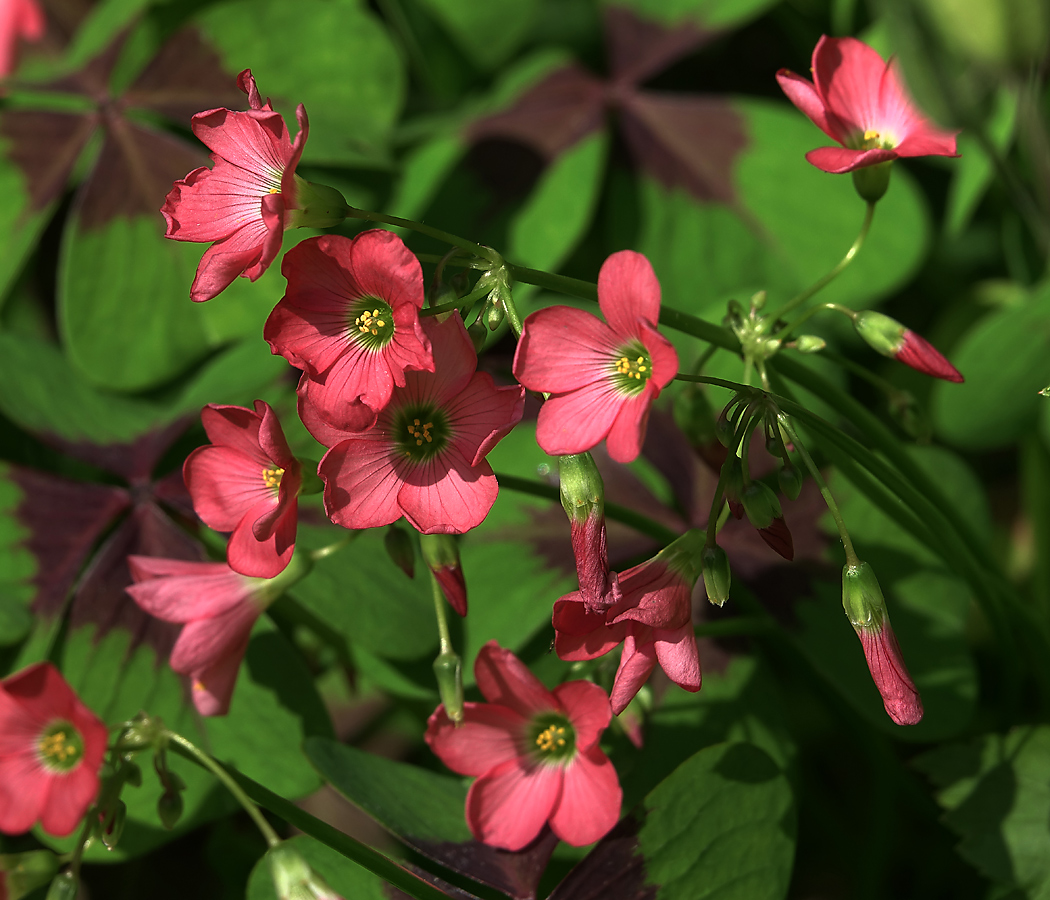 Image of Oxalis tetraphylla specimen.