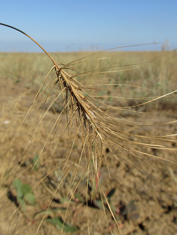 Изображение особи Taeniatherum asperum.