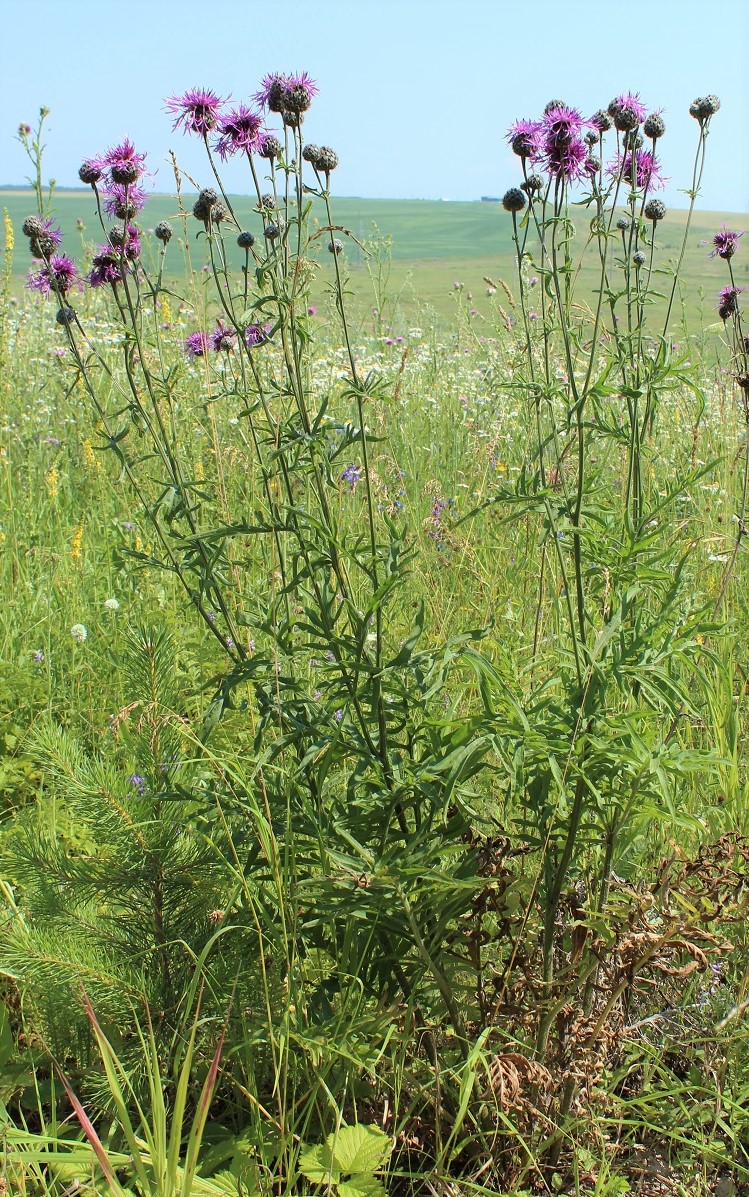 Image of Centaurea scabiosa specimen.