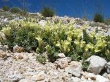 Scutellaria linczewskii