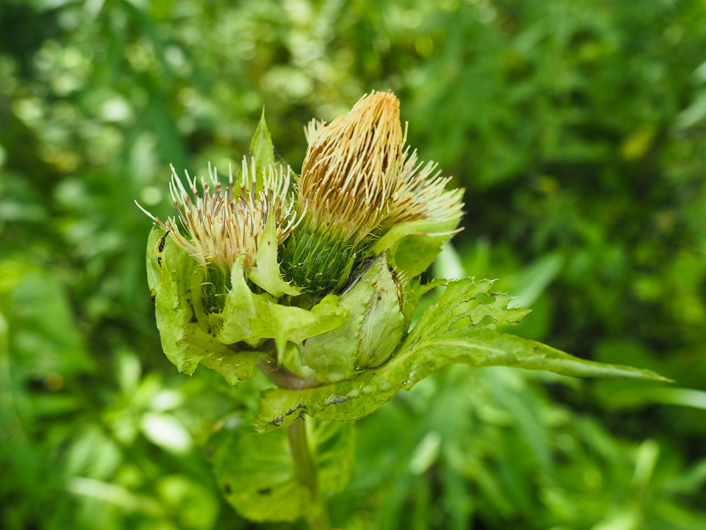 Изображение особи Cirsium oleraceum.