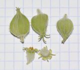 Withania somnifera