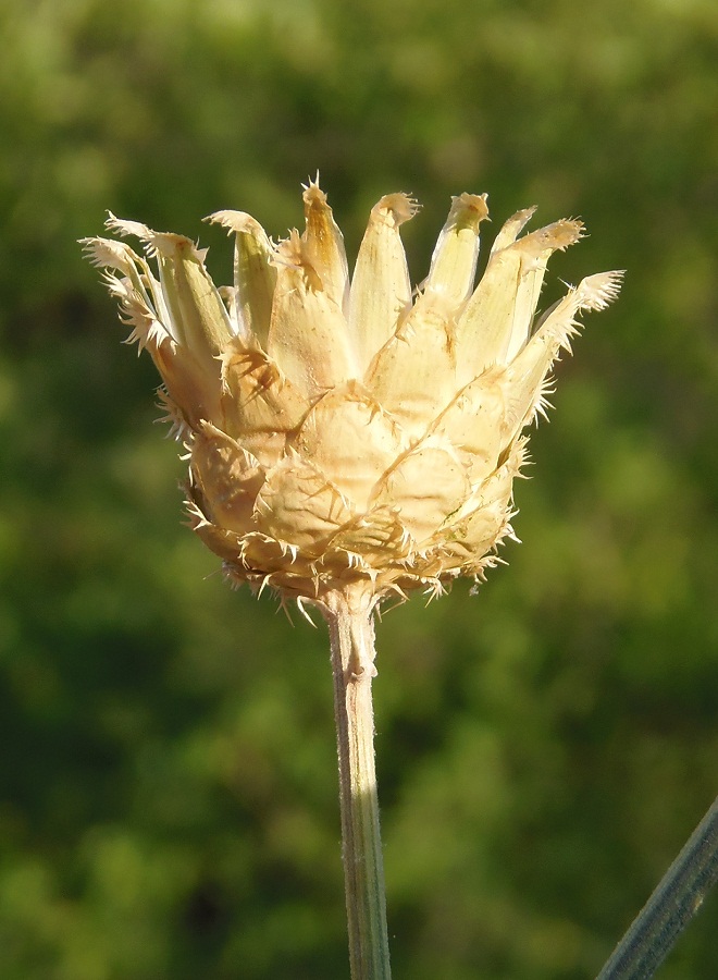 Image of Centaurea salonitana specimen.