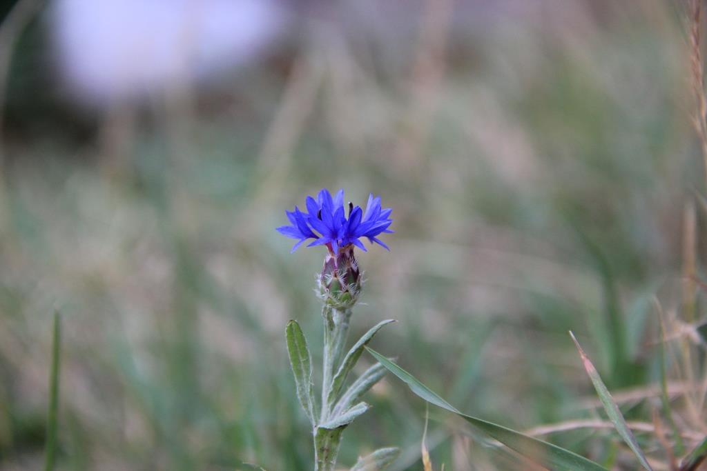 Image of Centaurea depressa specimen.