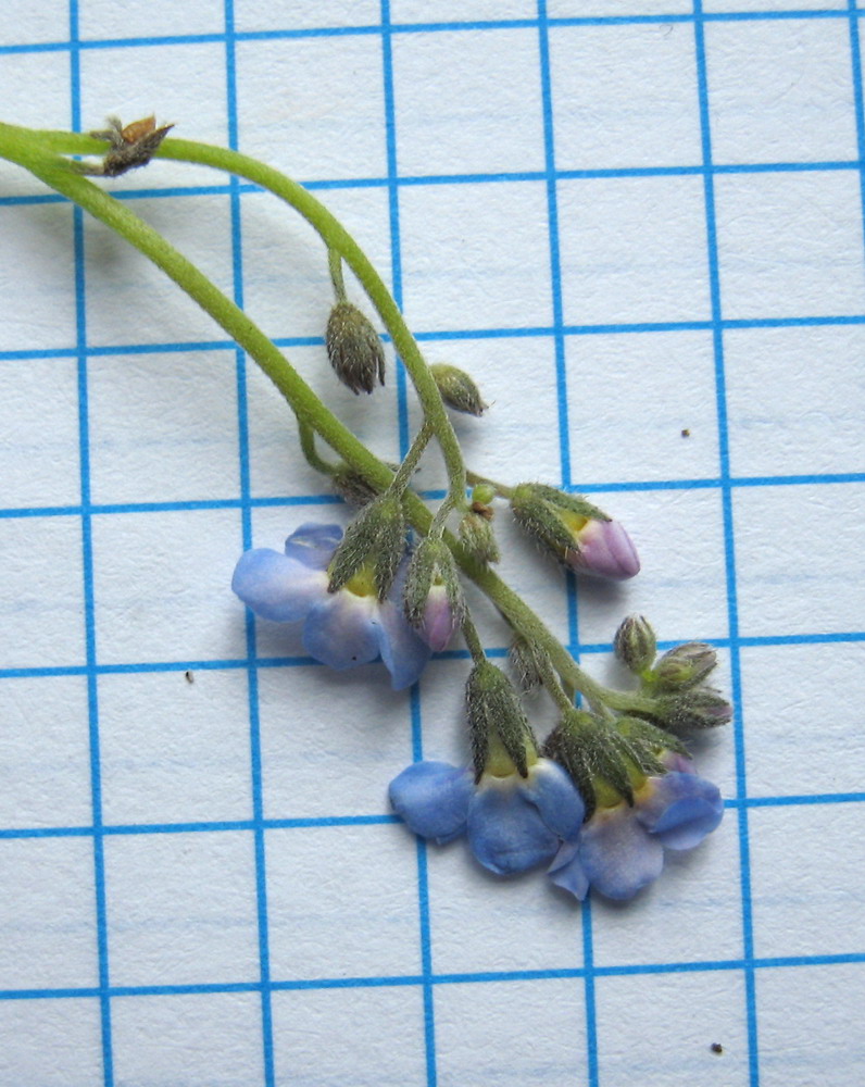 Изображение особи Myosotis ergakensis.