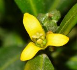 Cneorum tricoccon