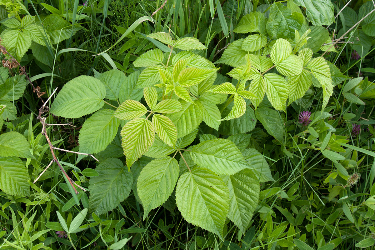 Image of Rubus nessensis specimen.