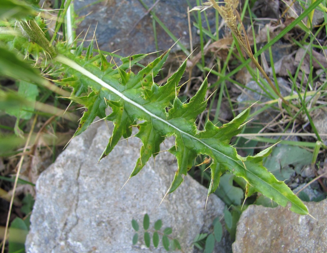 Изображение особи Cirsium echinus.