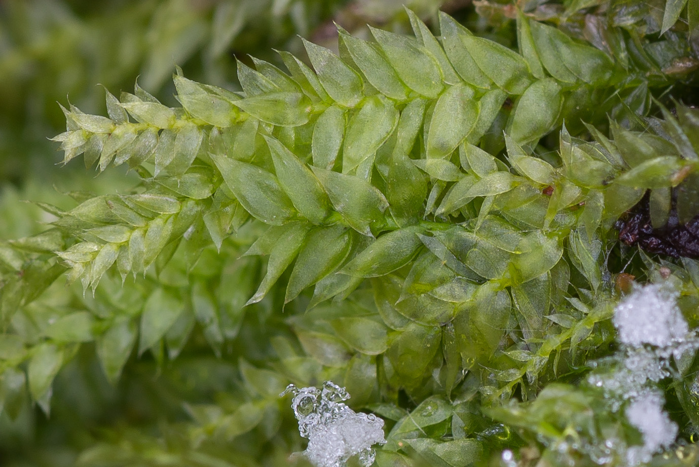 Изображение особи Plagiothecium cavifolium.