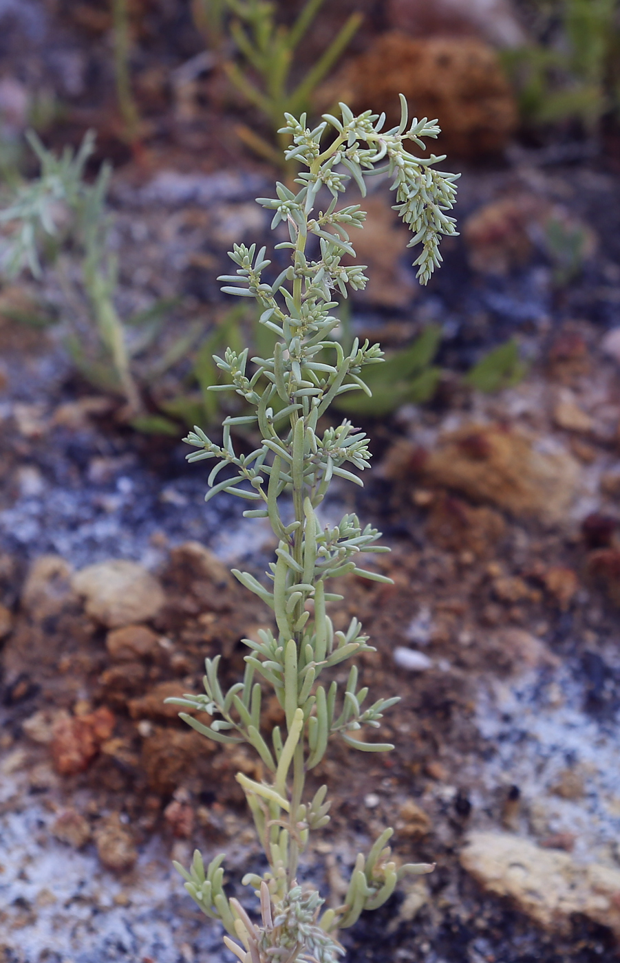 Image of Suaeda salsa specimen.