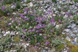 Allium carolinianum