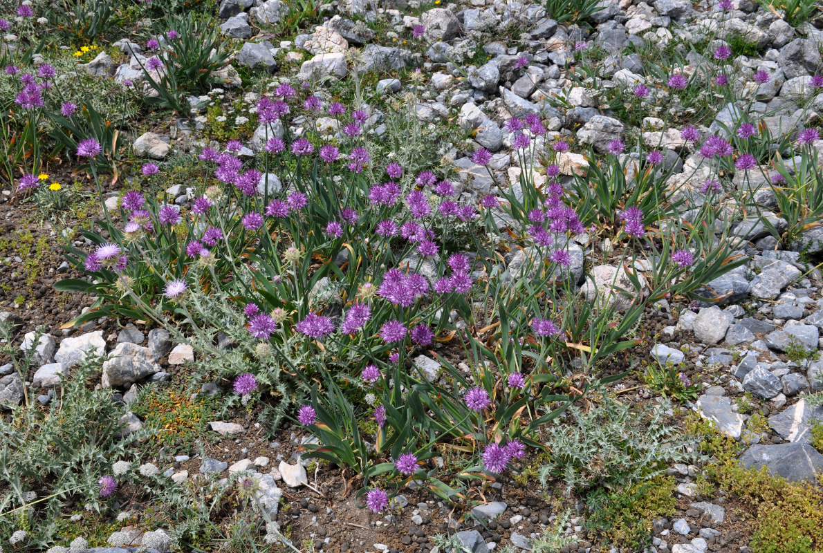 Image of Allium carolinianum specimen.