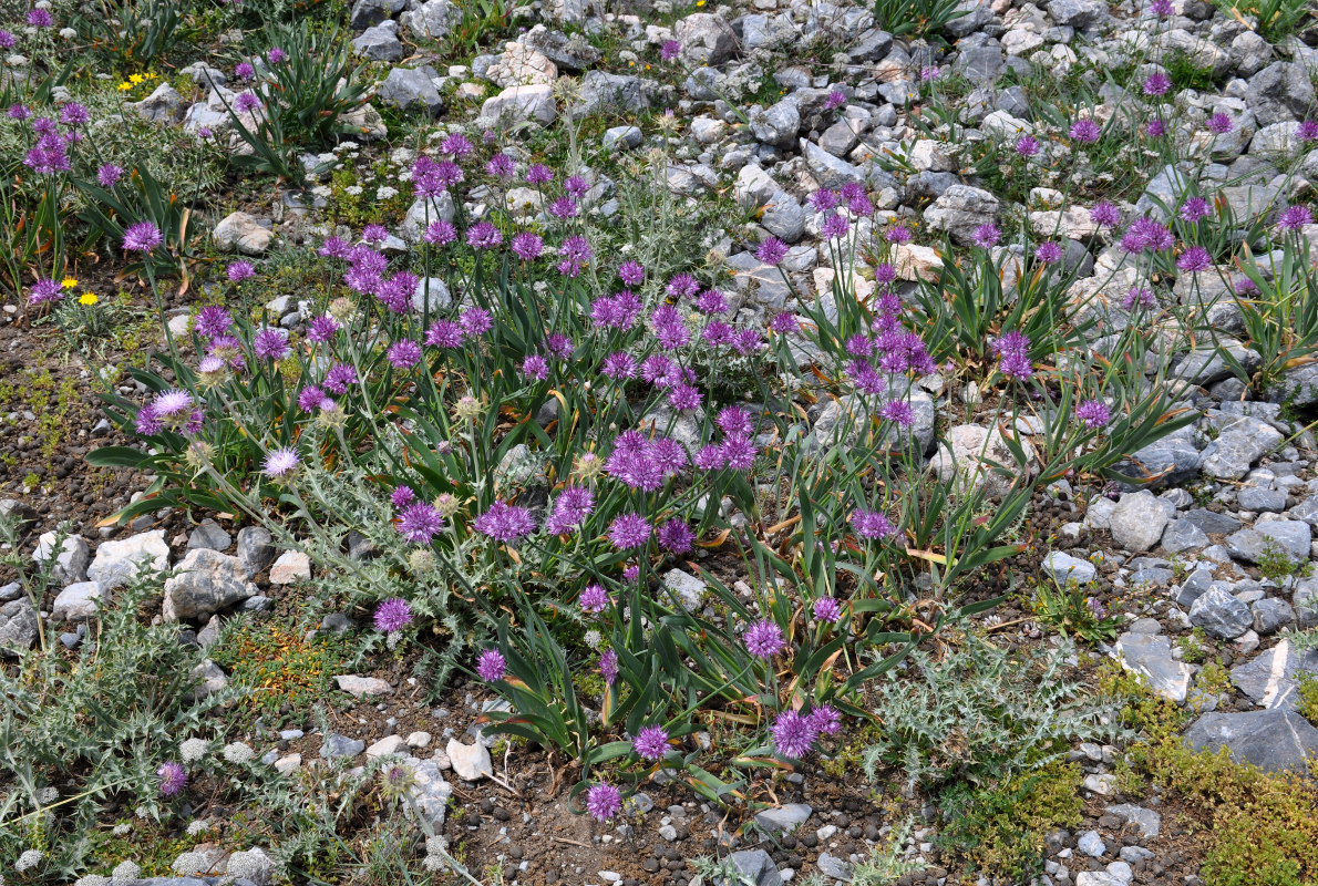 Изображение особи Allium carolinianum.