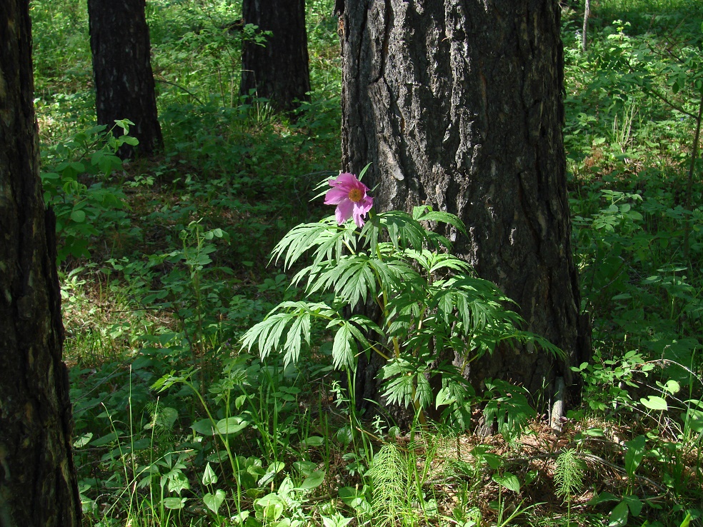 Изображение особи Paeonia anomala.