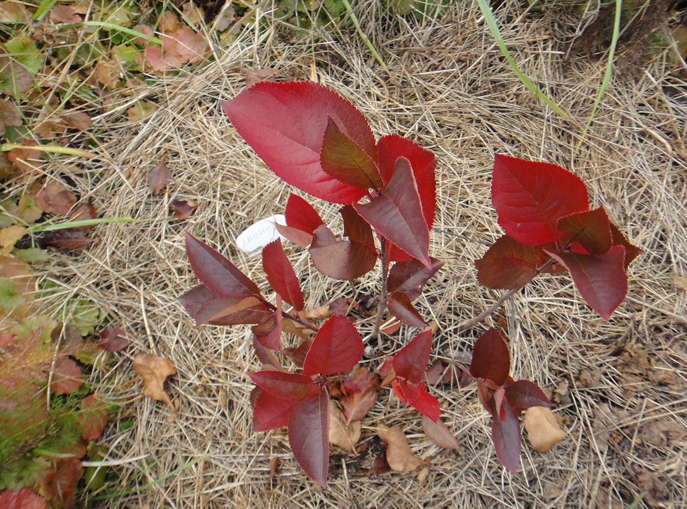 Image of &times; Sorbaronia mitschurinii specimen.