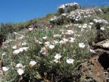 Convolvulus tragacanthoides