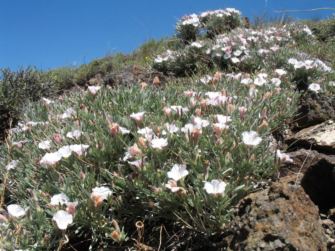 Изображение особи Convolvulus tragacanthoides.