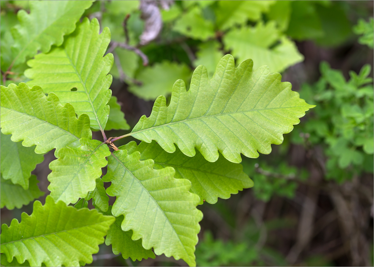 Изображение особи род Quercus.