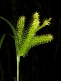 Carex pseudocyperus