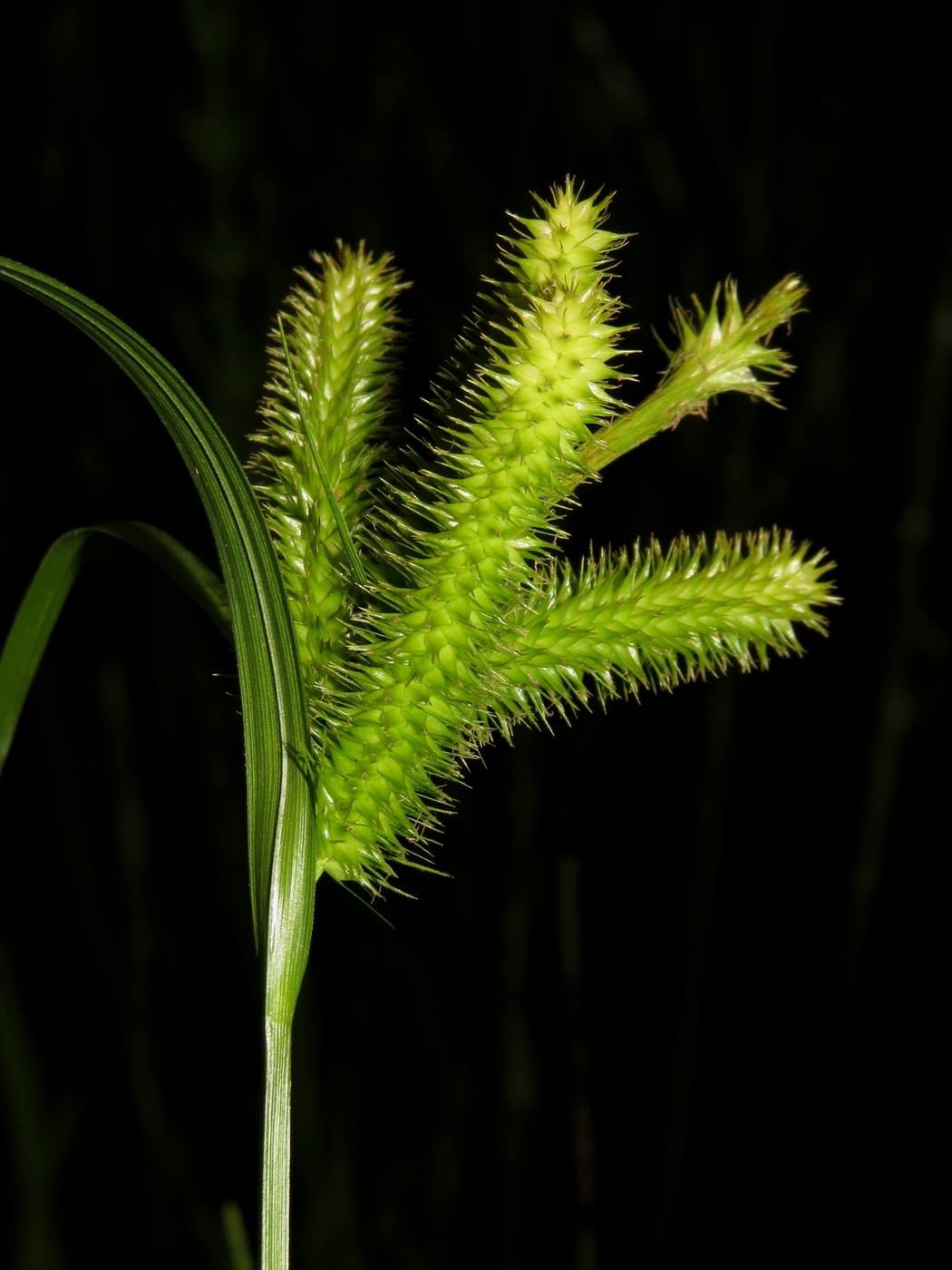 Image of Carex pseudocyperus specimen.