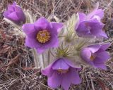 Pulsatilla multifida