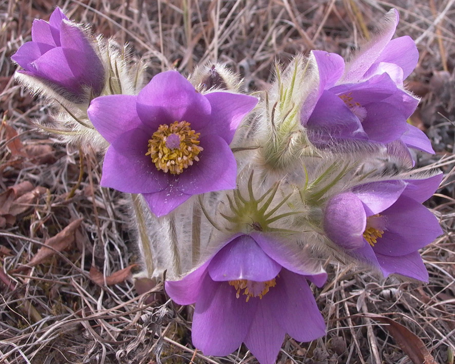 Image of Pulsatilla multifida specimen.