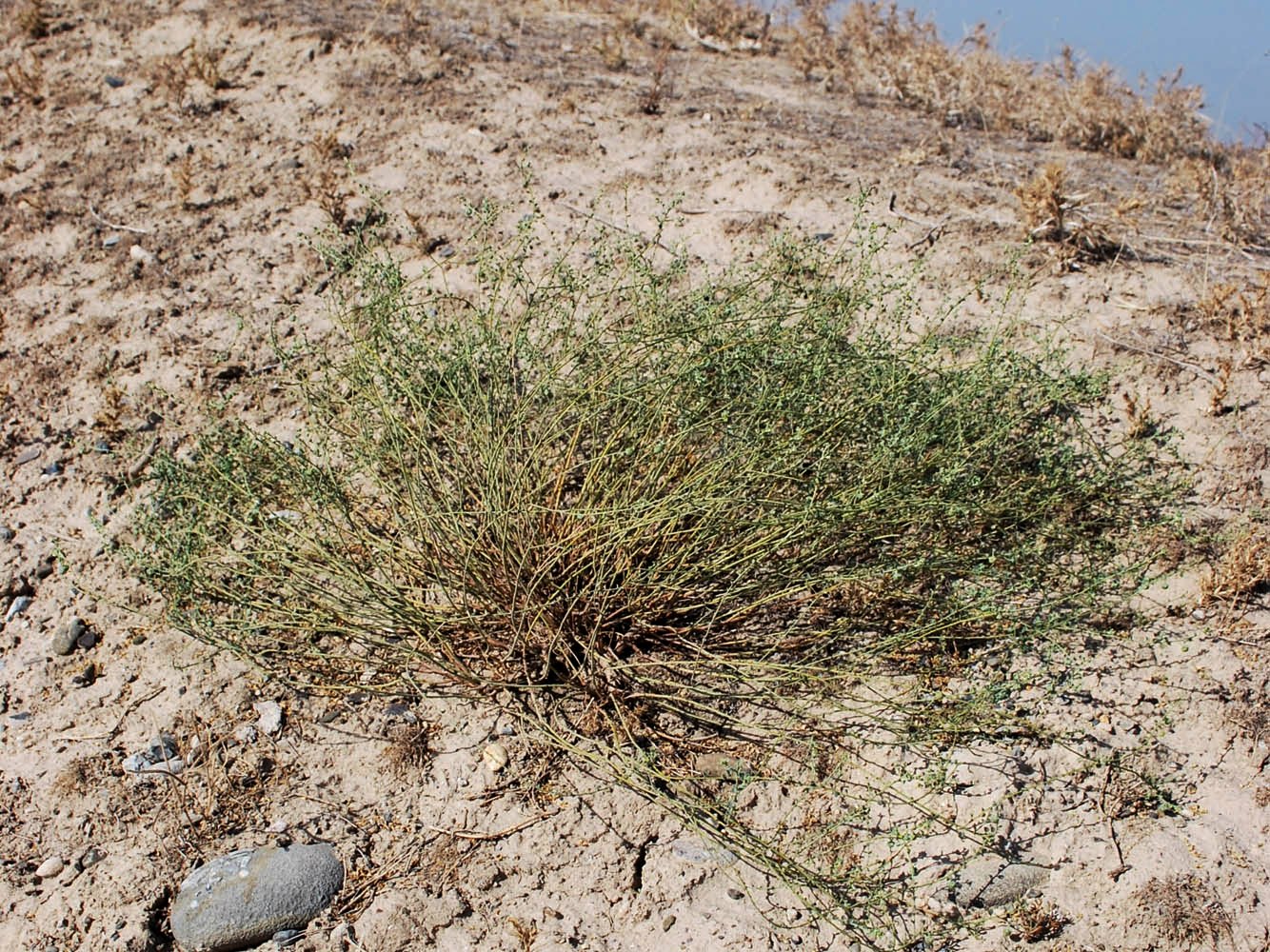 Image of Andrachne rotundifolia specimen.