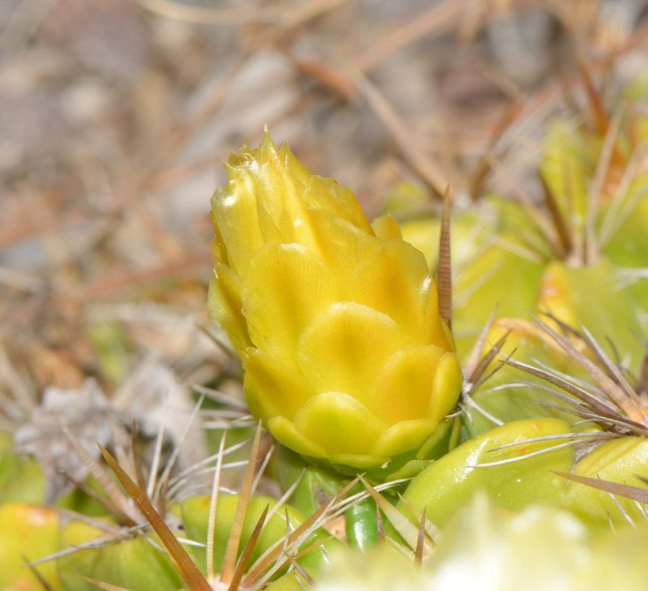 Изображение особи Ferocactus robustus.