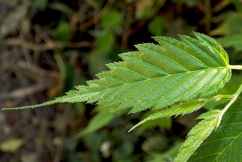 Image of Kerria japonica var. pleniflora specimen.