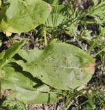 Rumex acetosa. Лист с повреждениями в основании растения. Пермский край, г. Пермь, Кировский р-н, дер. Оборино, кооператив \"Якорь\", травянистая полка вдоль песчаного берега р. Кама. 18.06.2017.